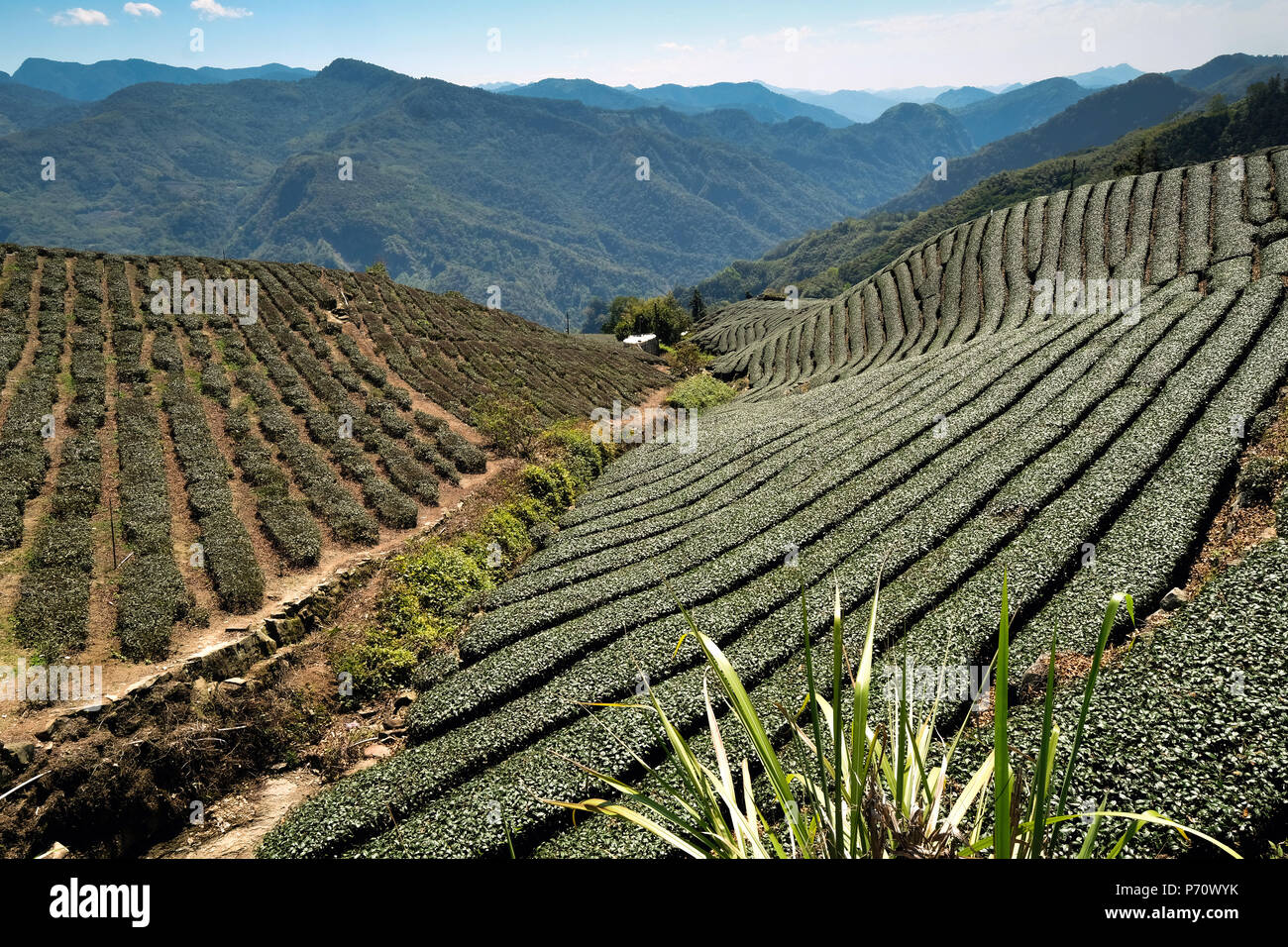 Formosa tea hi-res stock photography and images - Alamy