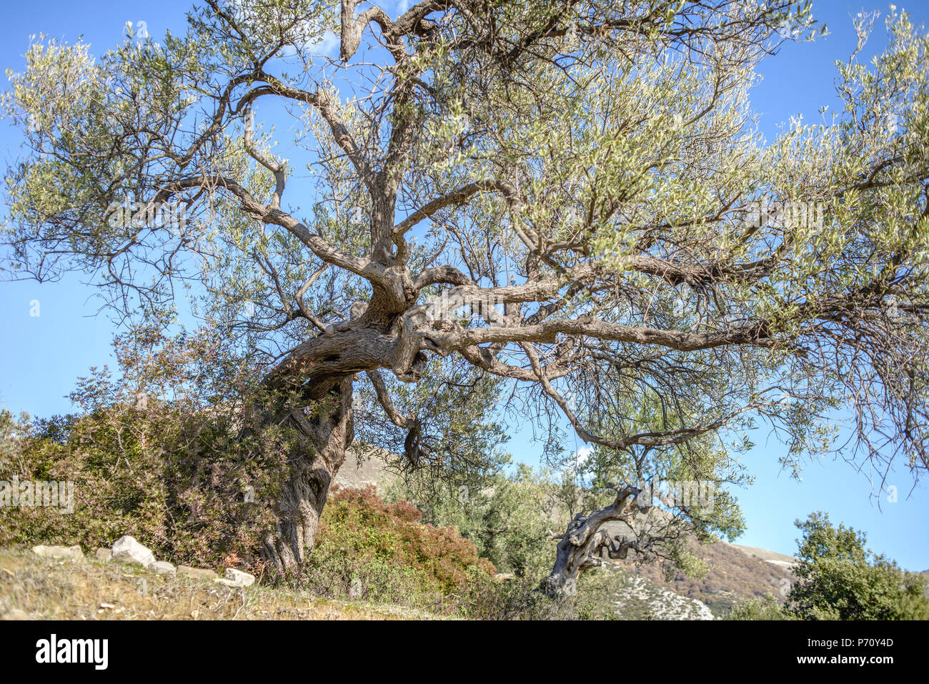 Piqeras village, Saranda district, Albania Stock Photo Alamy