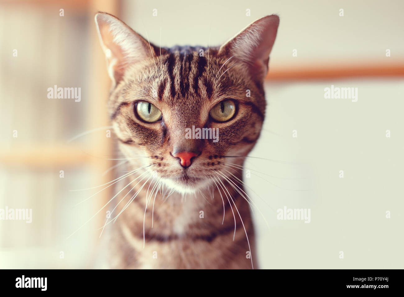Closeup portrait of cute adorable tabby cat with stripes and yellow ...