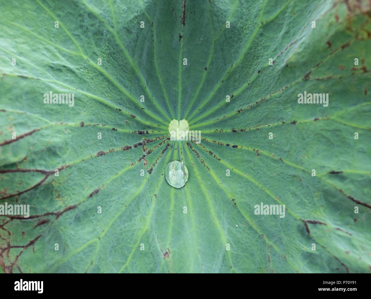 close up water drop on green lotus leaf texture background Stock Photo ...