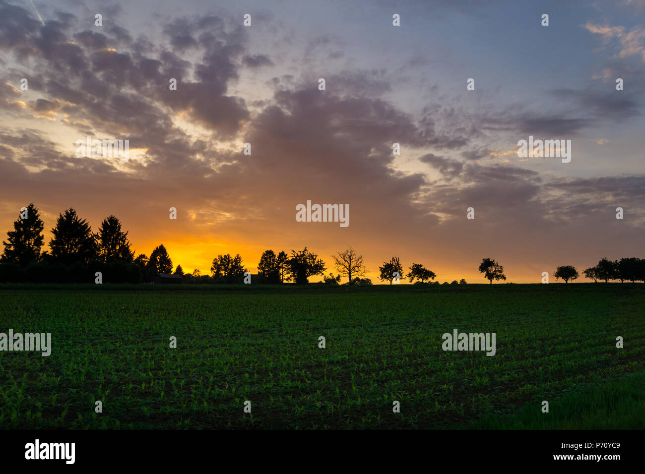 Intense orange sky of afterglow behind green field and trees Stock Photo