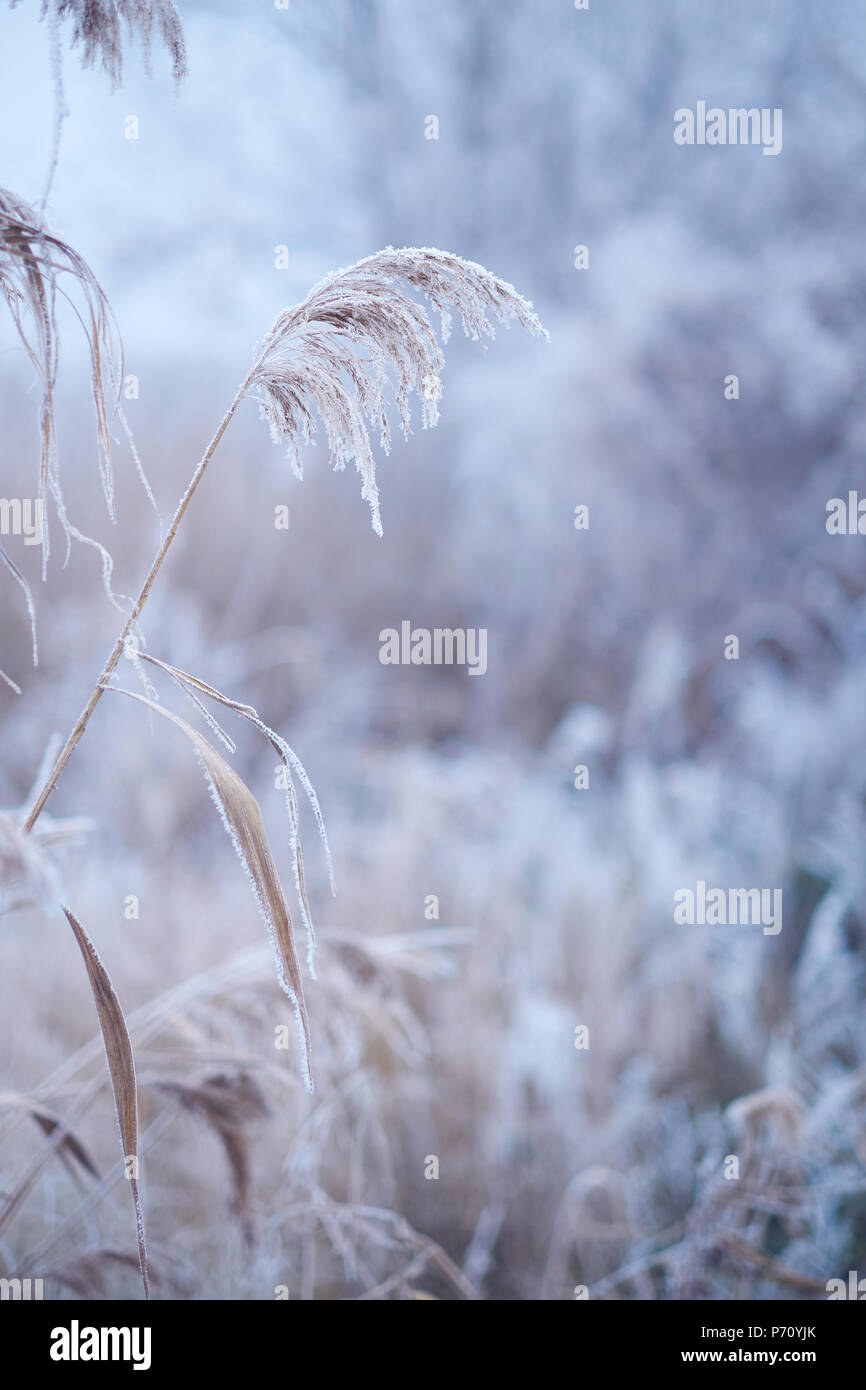Reedgrass High Resolution Stock Photography and Images - Alamy