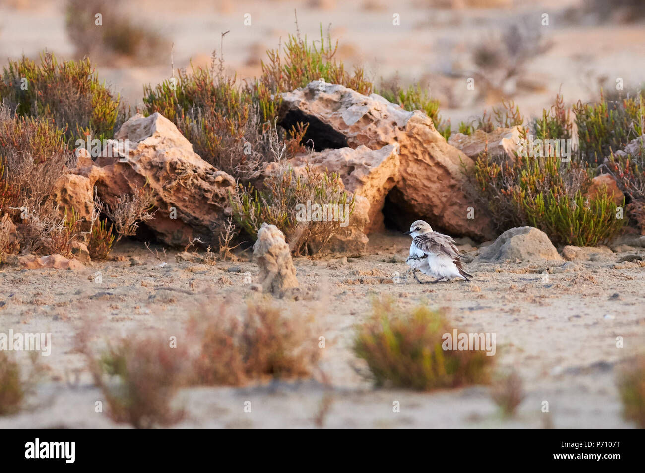 Kentish plover (Charadrius alexandrinus) female protecting its chick in salt marsh of Ses Salines Natural Park (Formentera, Balearic Islands, Spain) Stock Photo
