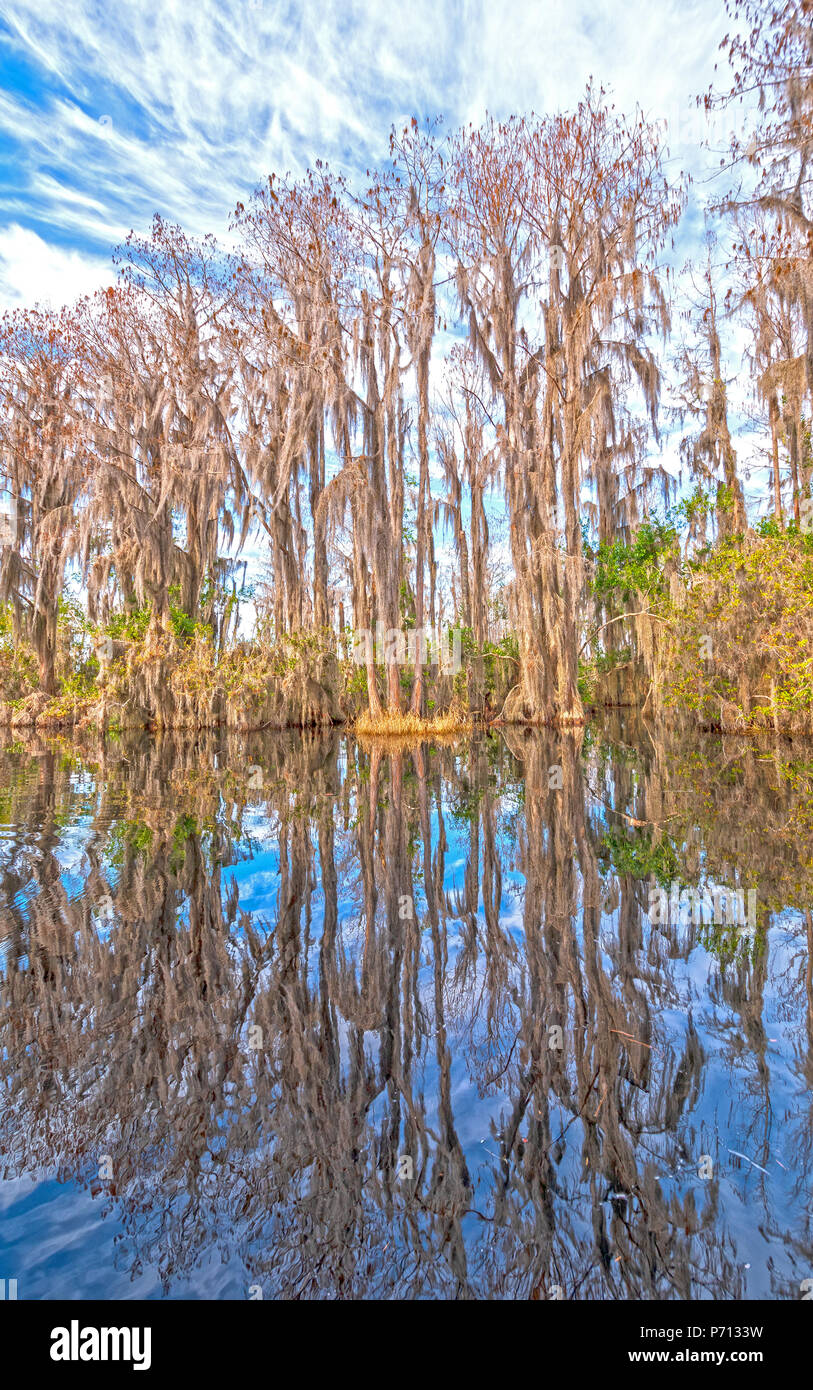 Reflections in the Calm Waters of a Okefenokee Swamp in Georgia Stock Photo