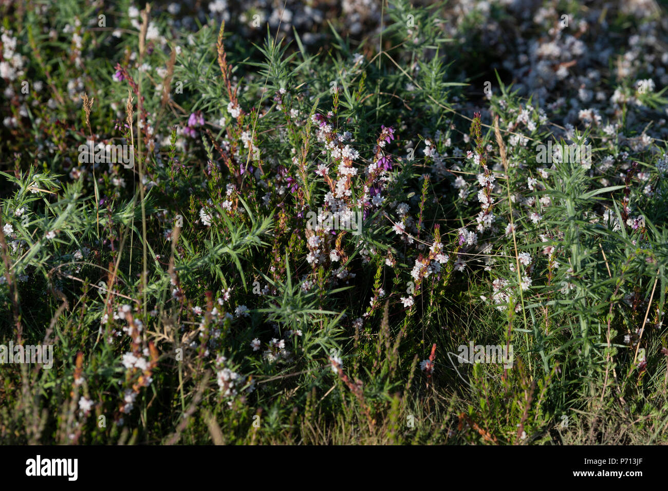 Cuscuta epithymum, Common Dodder a parastic plant Stock Photo