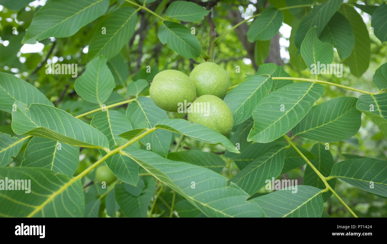 walnuts growing on the tree Stock Photo