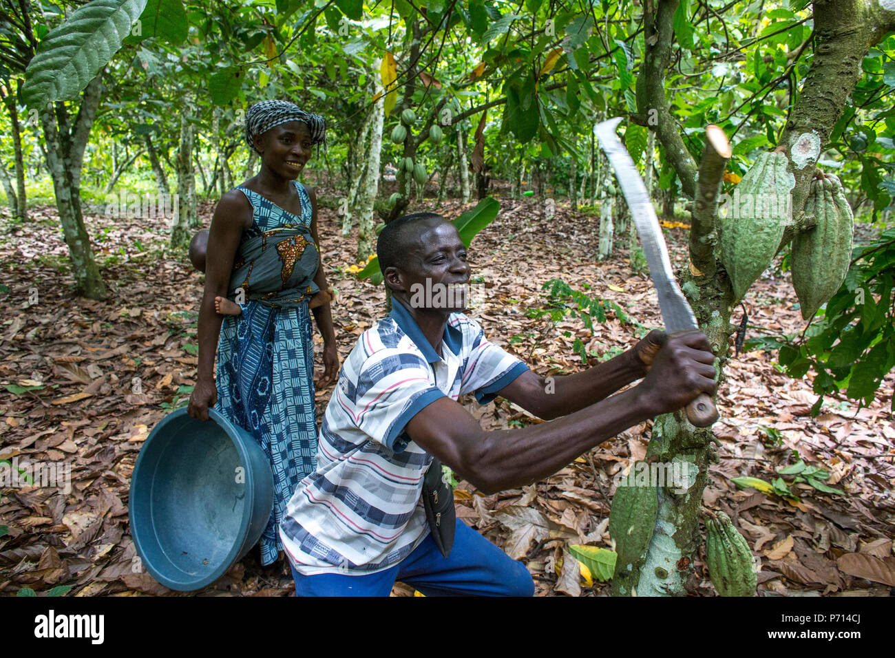 Farmer harvesting cocoa (cacao) pods with his wife, Ivory Coast, West Africa, Africa Stock Photo