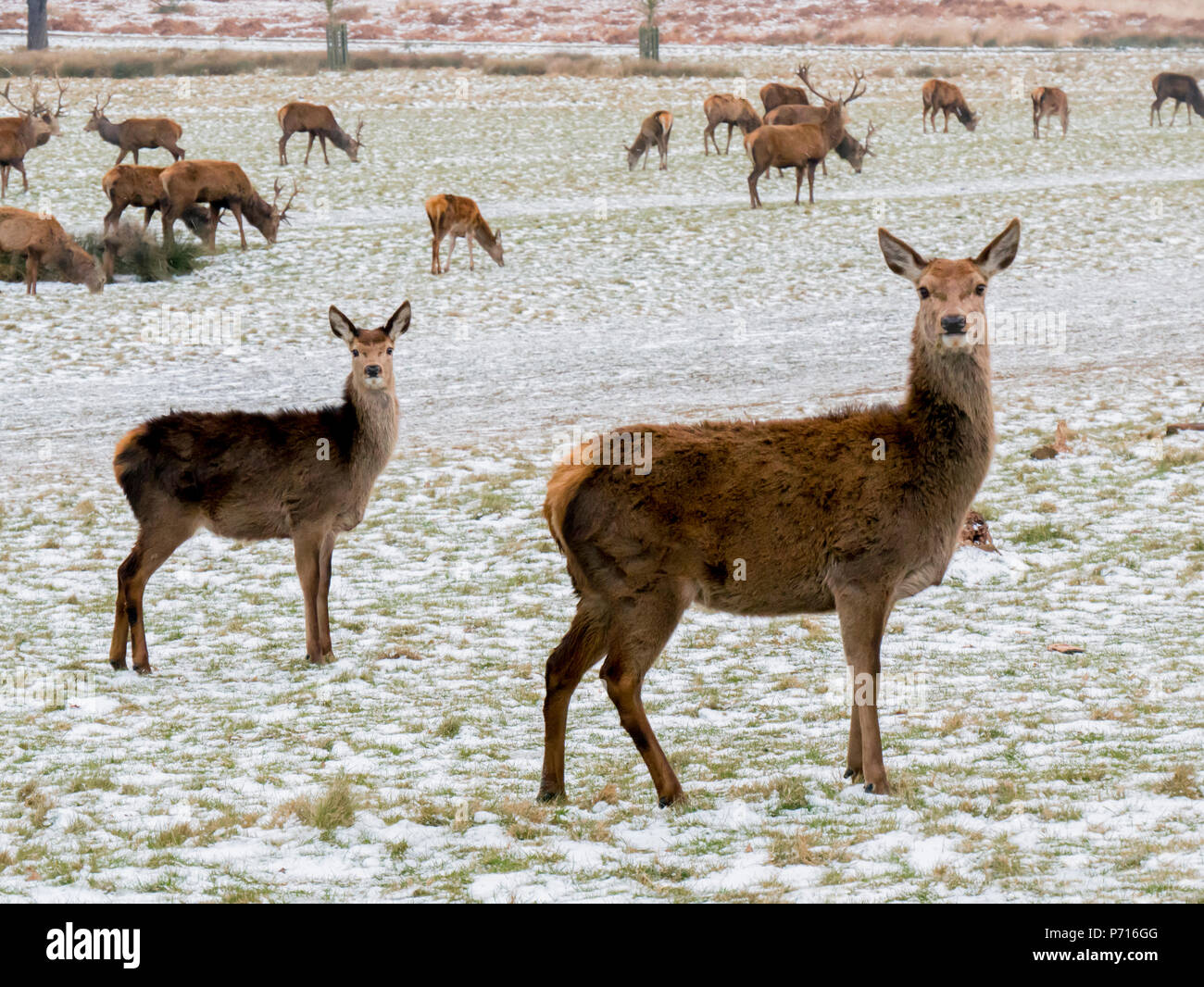 Deer in winter, Richmond Park, Richmond, London, England, United Kingdom, Europe Stock Photo