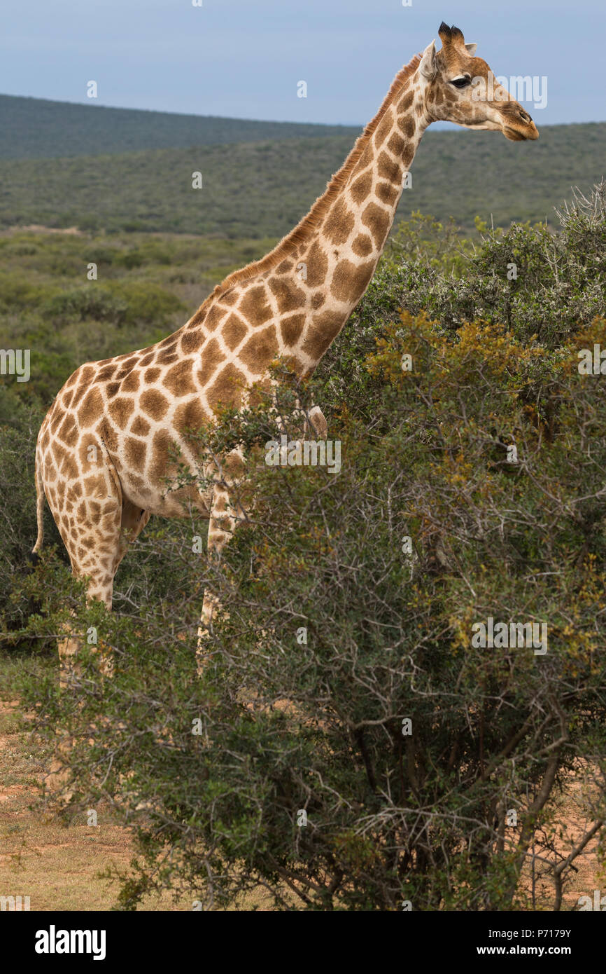 one adult South African or Cape Giraffe (G.g giraffa) standing side on  next to a bush in the wild of South Africa Stock Photo