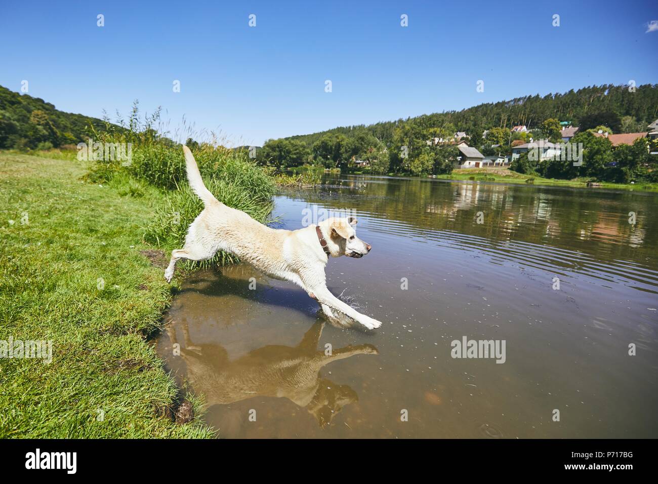 Summer time with dog in countryside. Yellow labrador jumping into river against village. Stock Photo