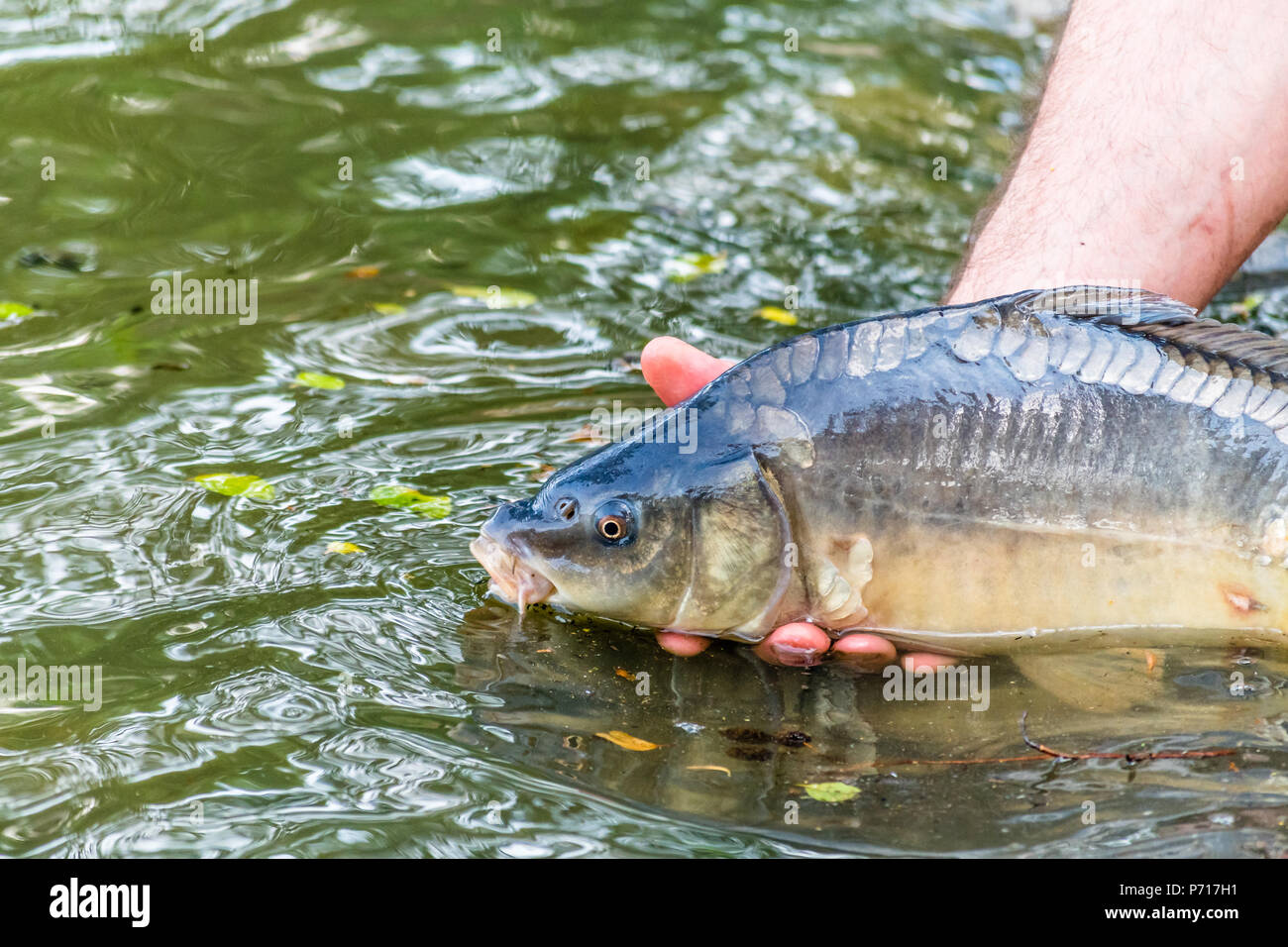 Fisherman releasing living fish (common carp) back into the water after showing it up. Also known as European Carp or Cyprinus carpio. Stock Photo