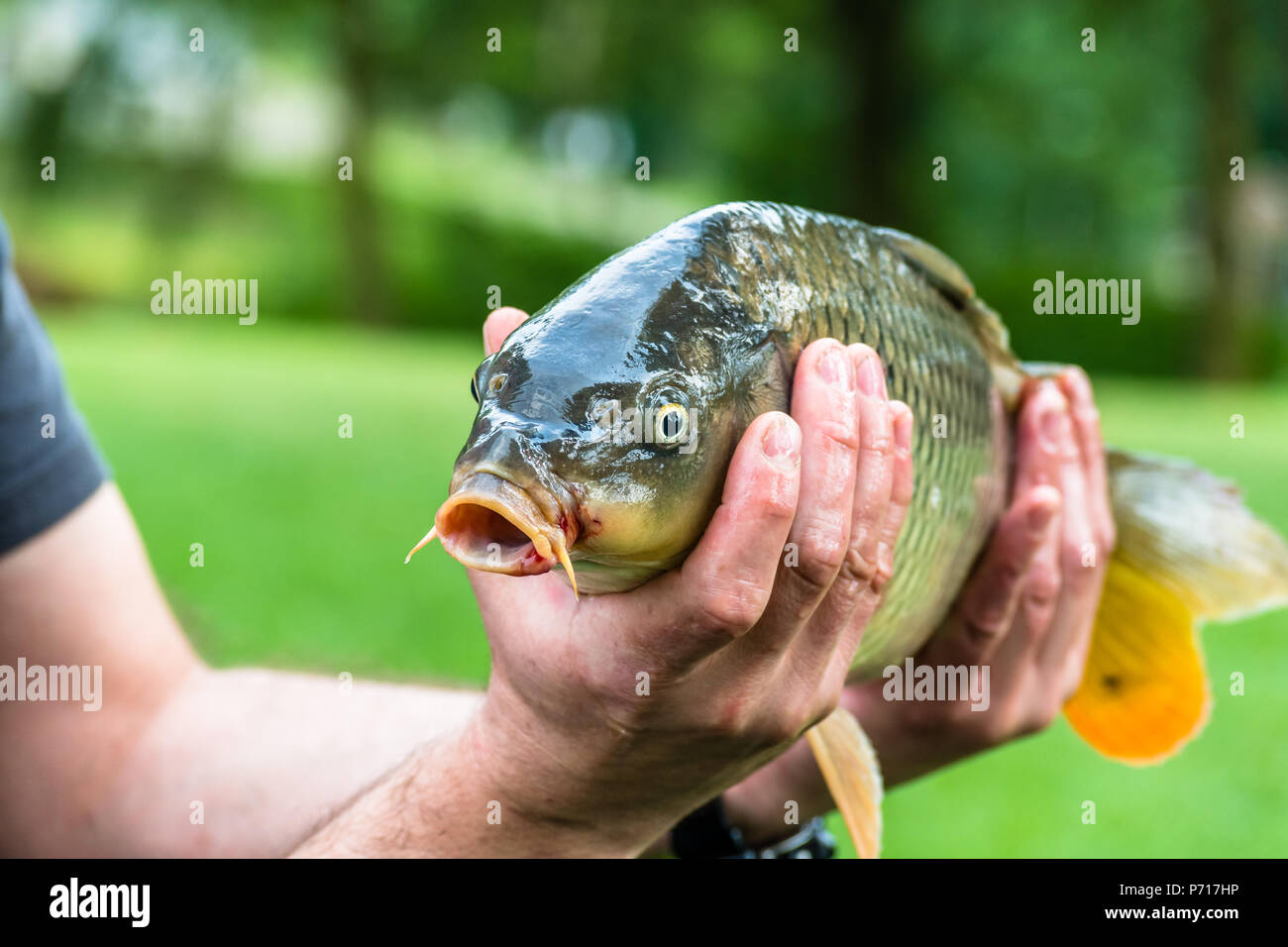 Fisherman holding nice living fish in hands, common carp. Detailed fish portrait on green background, also known as European Carp or Cyprinus carpio. Stock Photo