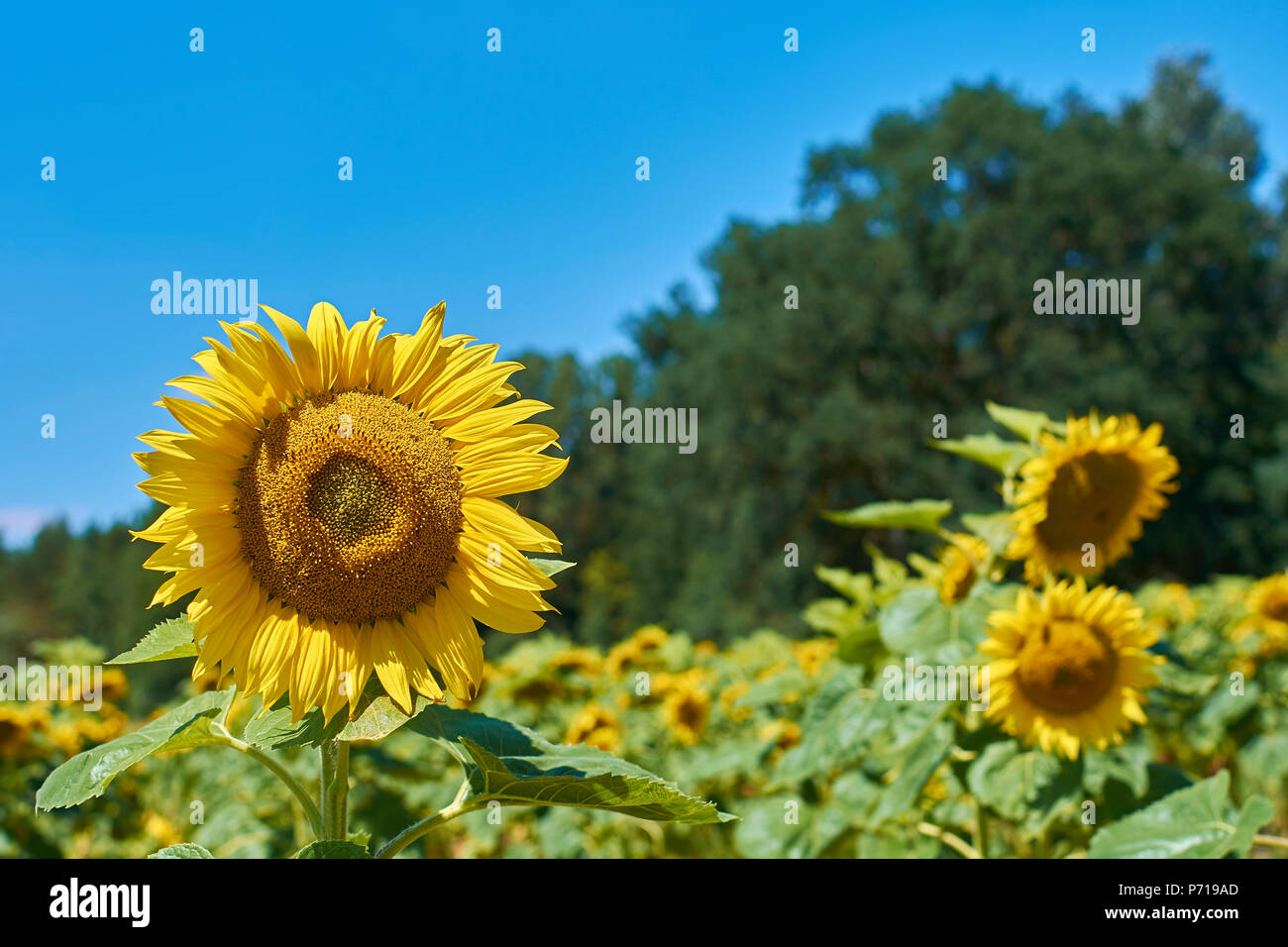 Flower of a sunflower with blue sky and blurred trees in the background Stock Photo