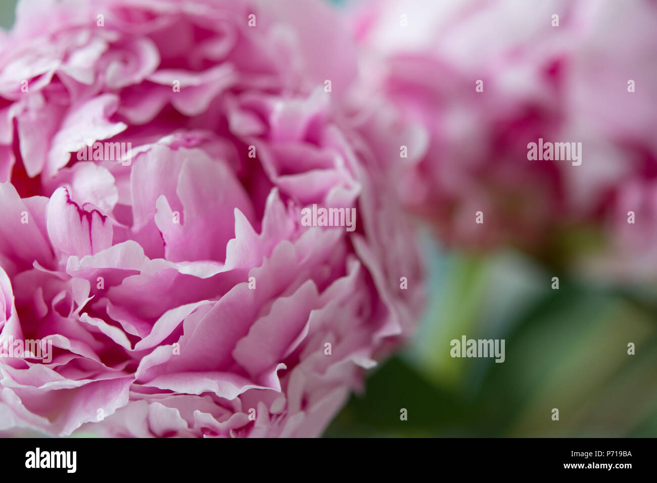 Pink peonies on a green background Stock Photo - Alamy