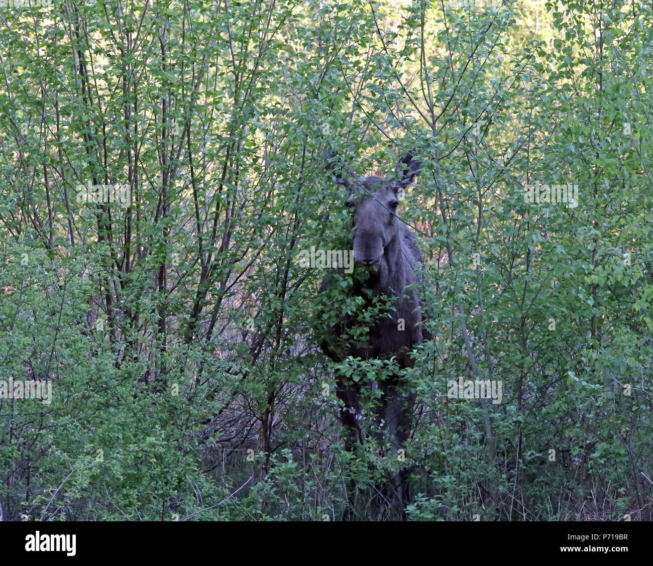 European Elk, Alces alces in leaf budding Stock Photo