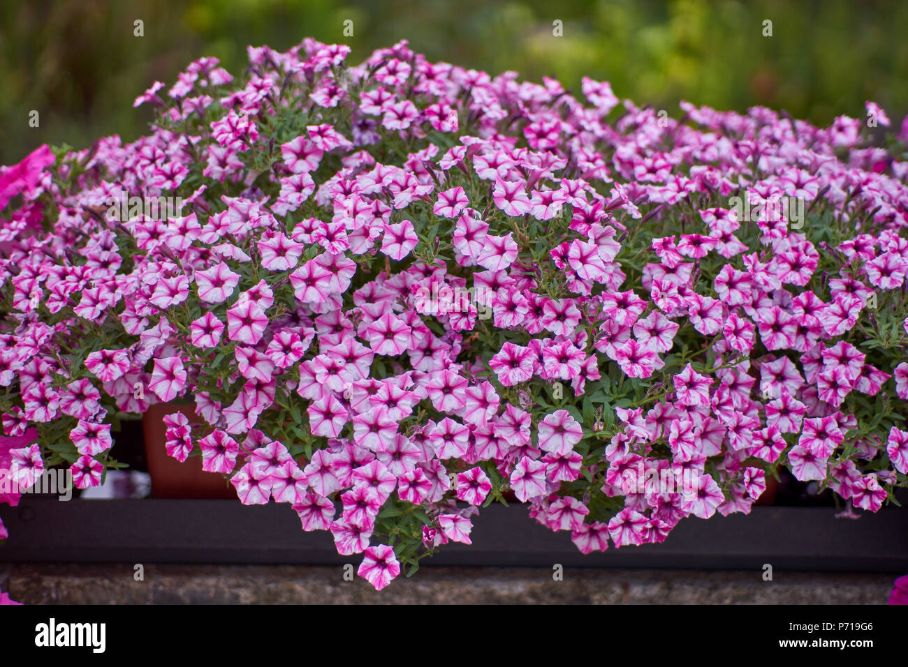 Lots of lush, abundantly flowering, colorful petunias colorful petunias galore Stock Photo