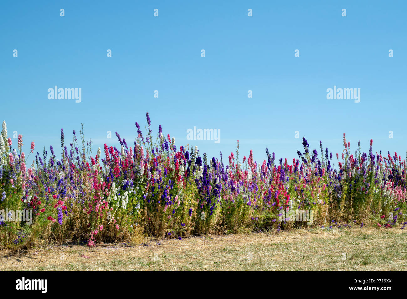 Delphinium grown in a field at the Real Flower Petal Confetti company flower fields in Wick, Pershore, Worcestershire. UK Stock Photo