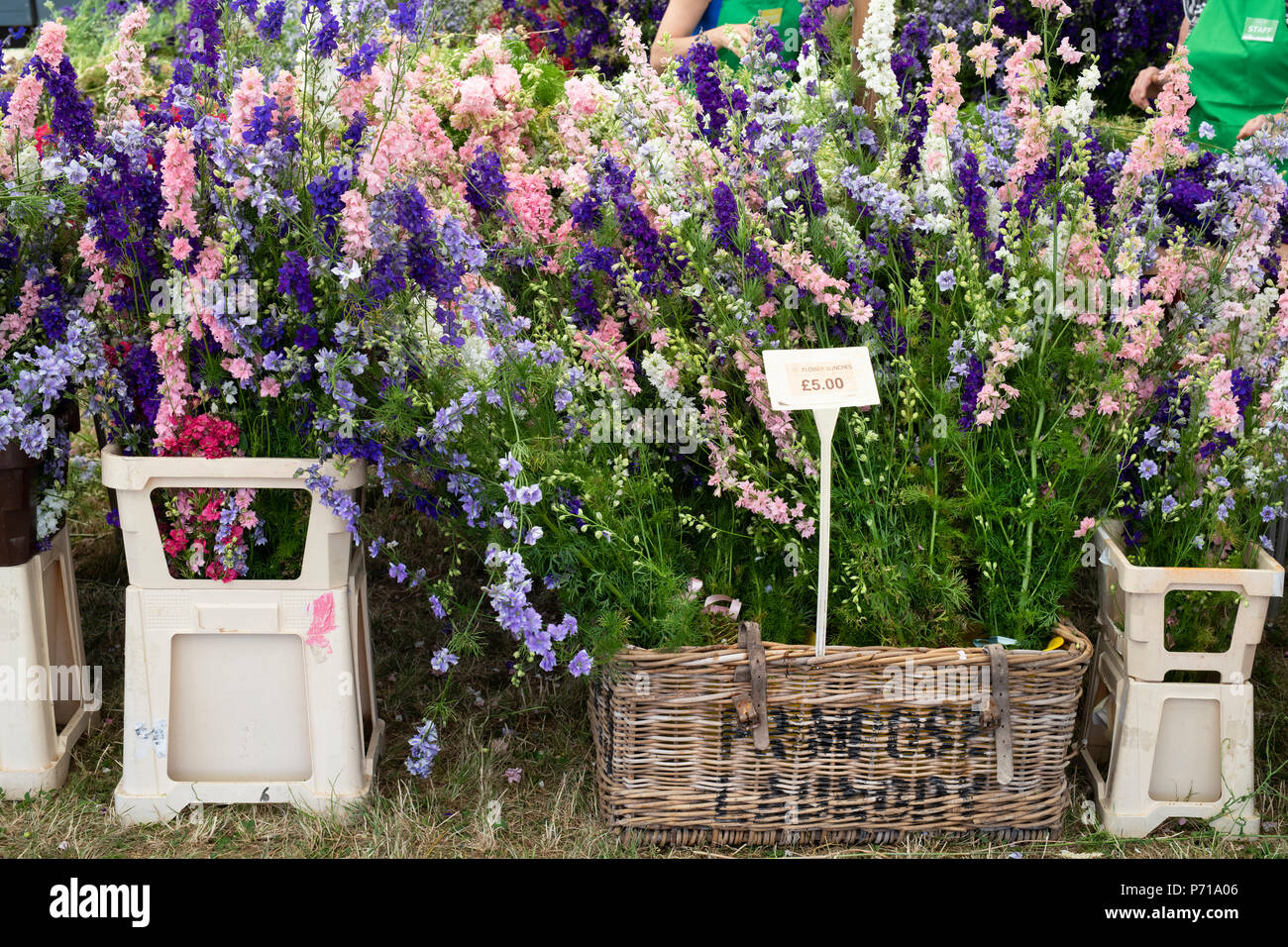 Delphiniums for sale at the Real Flower Petal Confetti flower fields in July. Wick, Pershore, Worcestershire. UK Stock Photo