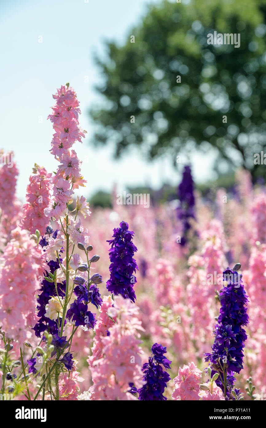 Delphinium grown in a field at the Real Flower Petal Confetti company flower fields in Wick, Pershore, Worcestershire. UK Stock Photo