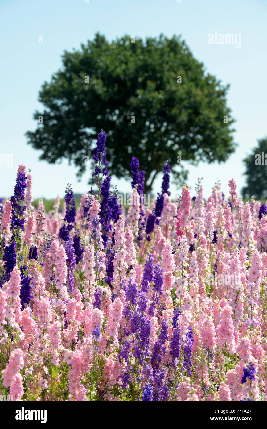 Delphinium grown in a field at the Real Flower Petal Confetti company