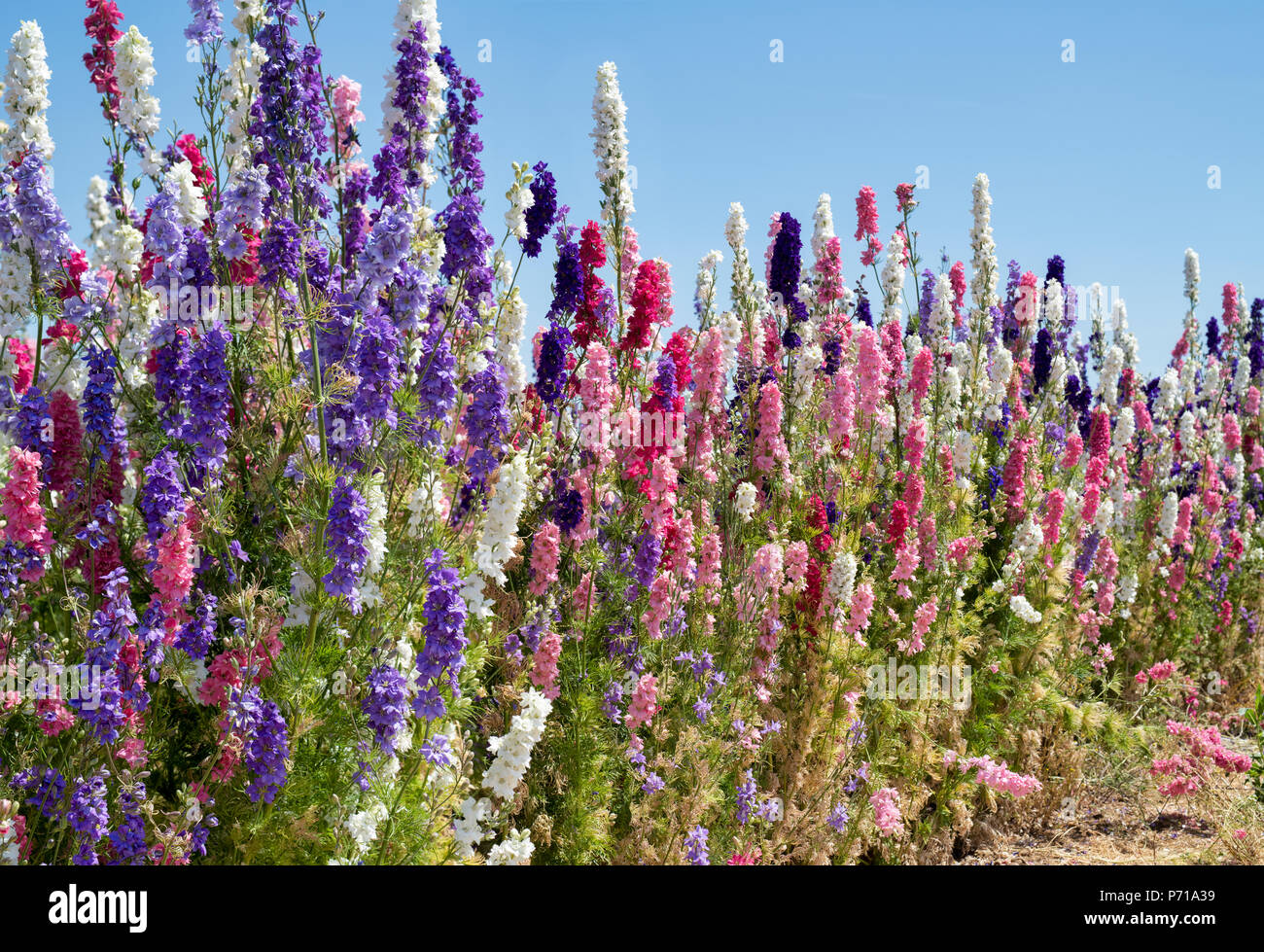 Delphinium grown in a field at the Real Flower Petal Confetti company flower fields in Wick, Pershore, Worcestershire. UK Stock Photo