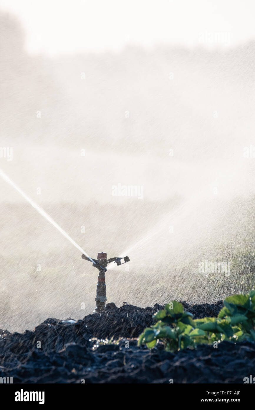 Water sprinklers watering the field to grow the crop better Stock Photo