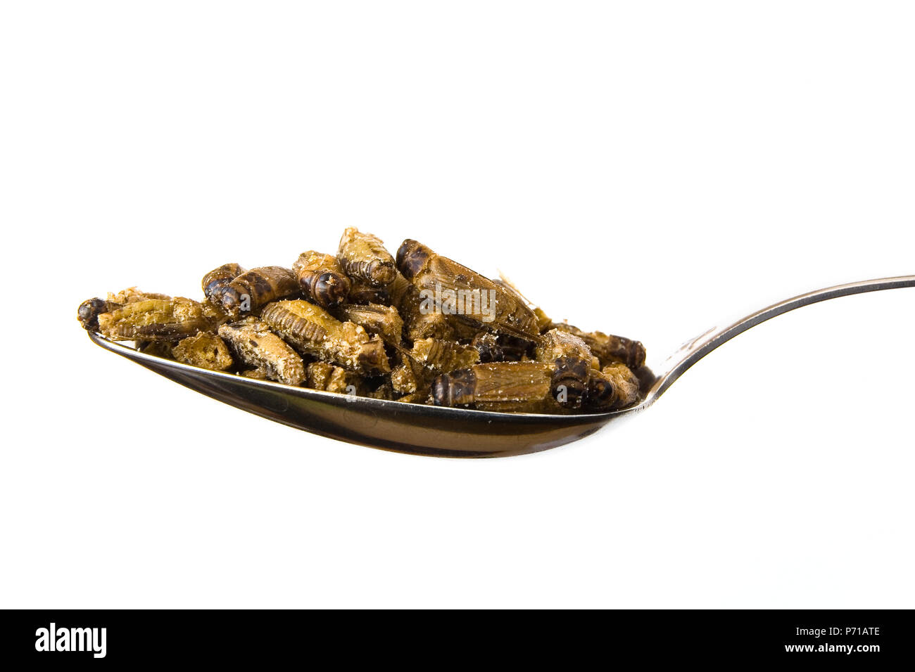 A handful of fried grasshoppers with soy sauce lies on a spoon. Close-up. Stock Photo