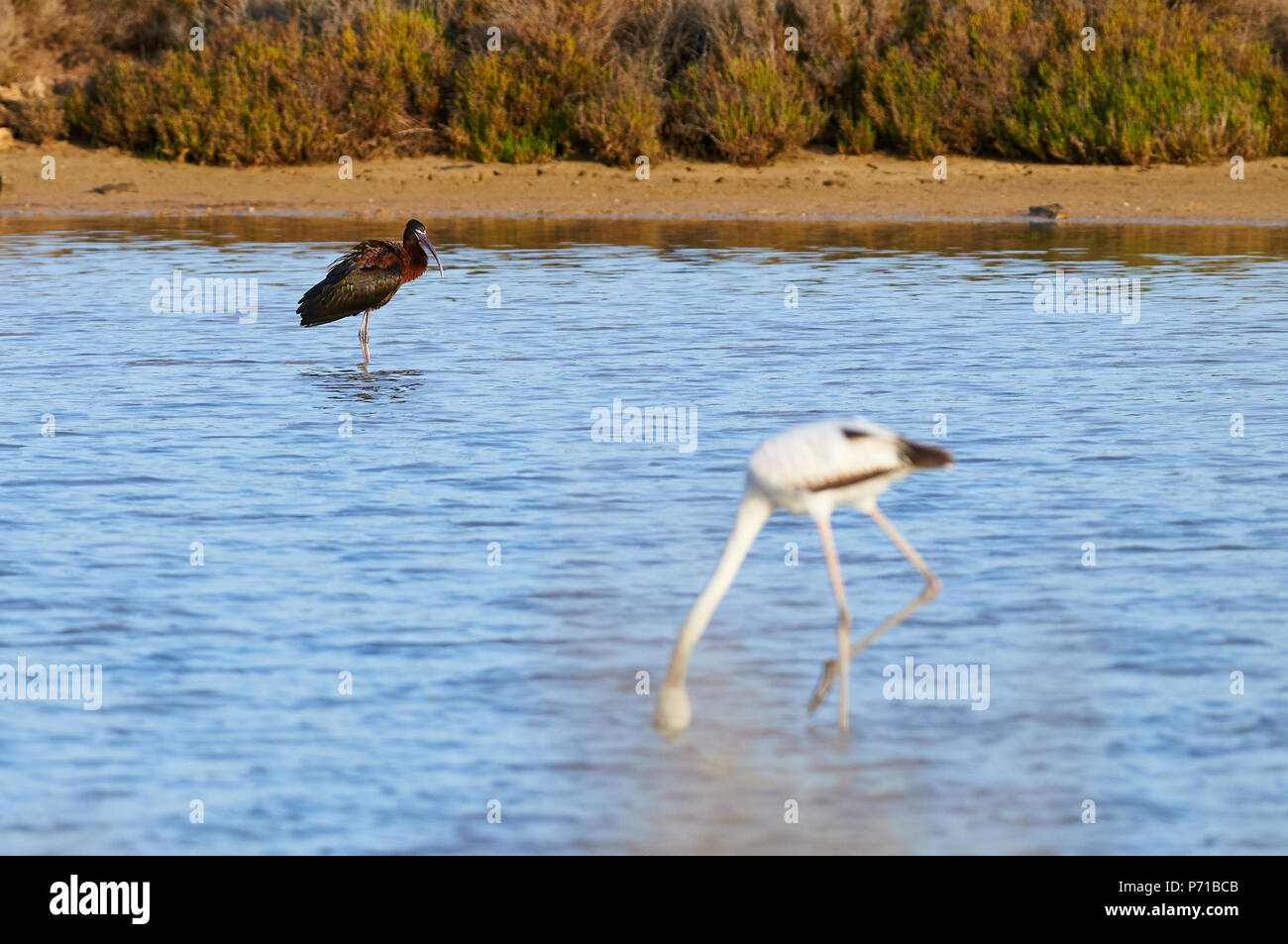 Greater flamingo (Phoenicopterus roseus) feeding in salt marsh and glossy ibis (Plegadis falcinellus) in the far (Formentera,Balearic Islands,Spain) Stock Photo