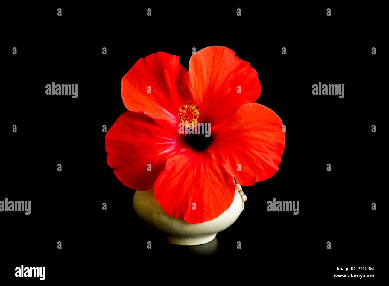 Big red flower isolated on black background. Flower of hibiscus isolated on  black background. Red color Stock Photo - Alamy