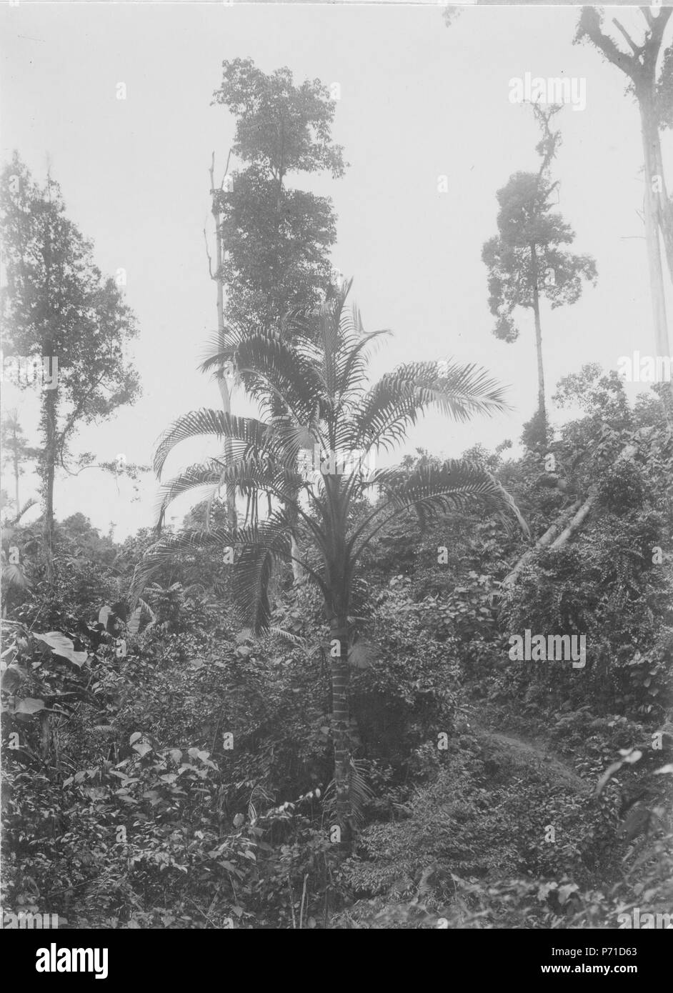 37 Landskap, en kokospalm i förgrunden. Sulawesi, Kabupaten Bolaang Mongondow. Indonesien - SMVK - 010680 Stock Photo