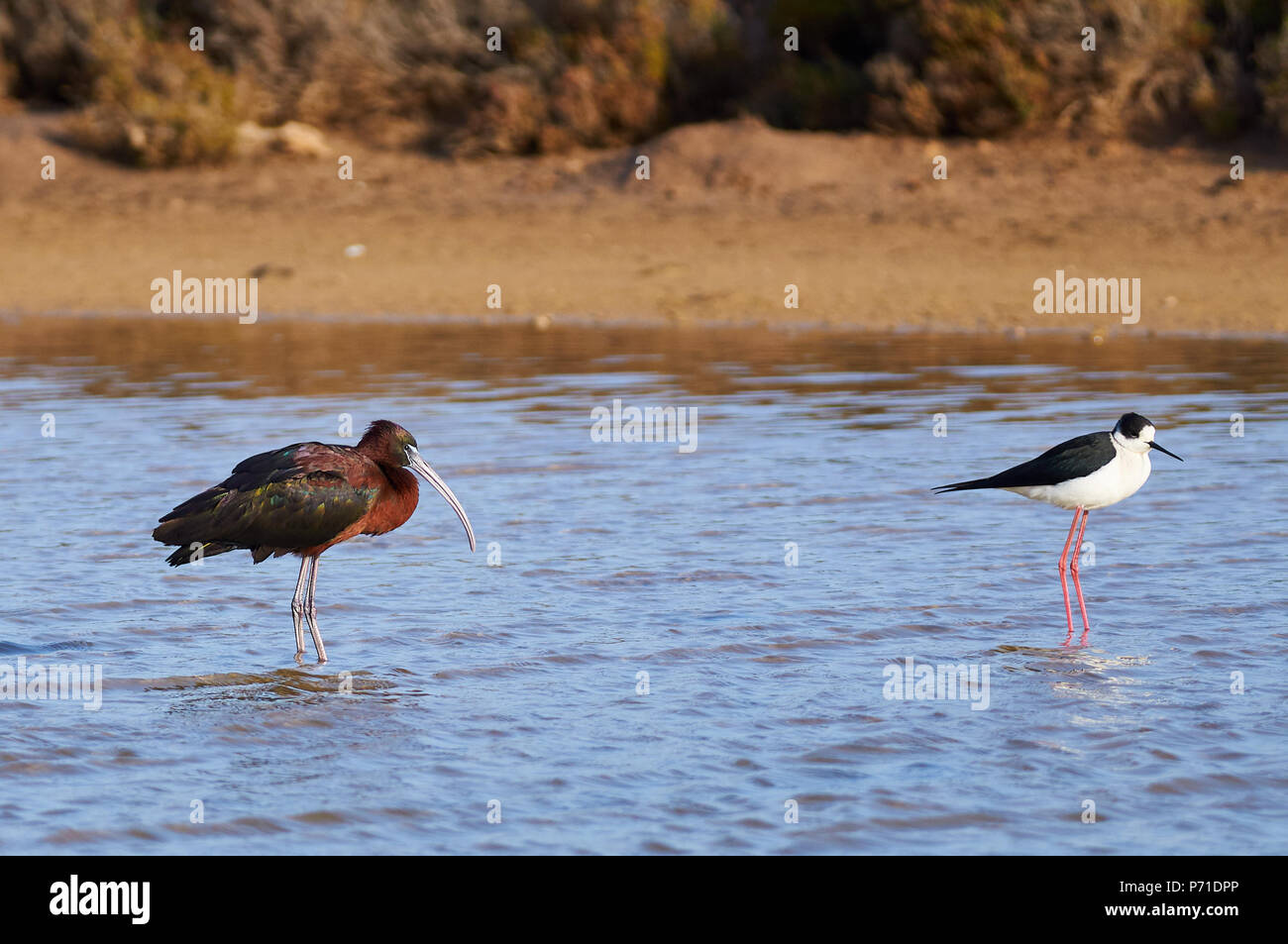 Glossy ibis (Plegadis falcinellus) and black-winged stilt (Himantopus himantopus) in salt marsh (Ses Salines Natural Park,Formentera,Baleric Islands) Stock Photo