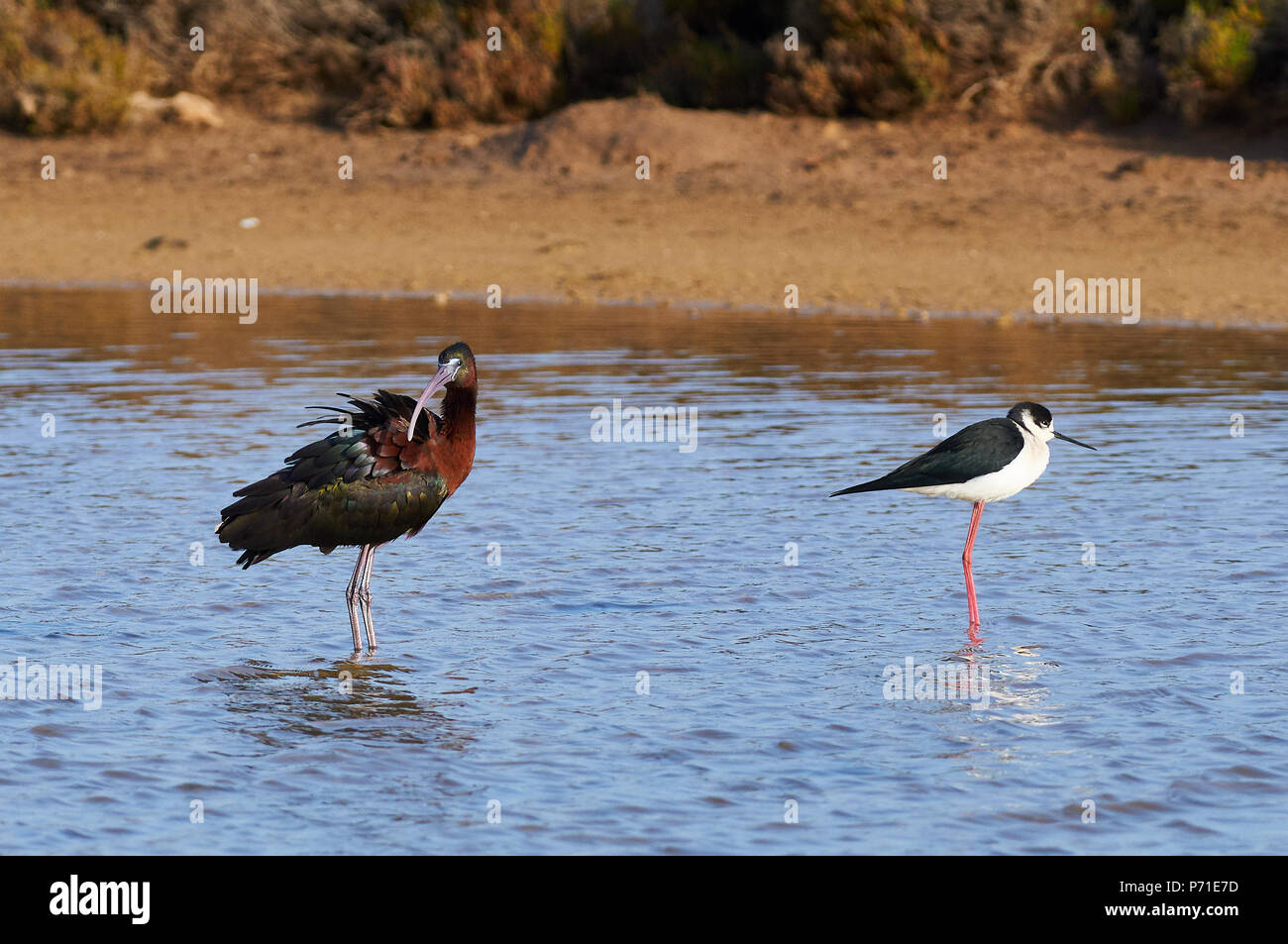 Glossy ibis (Plegadis falcinellus) and black-winged stilt (Himantopus himantopus) in salt marsh (Ses Salines Natural Park,Formentera,Baleric Islands) Stock Photo