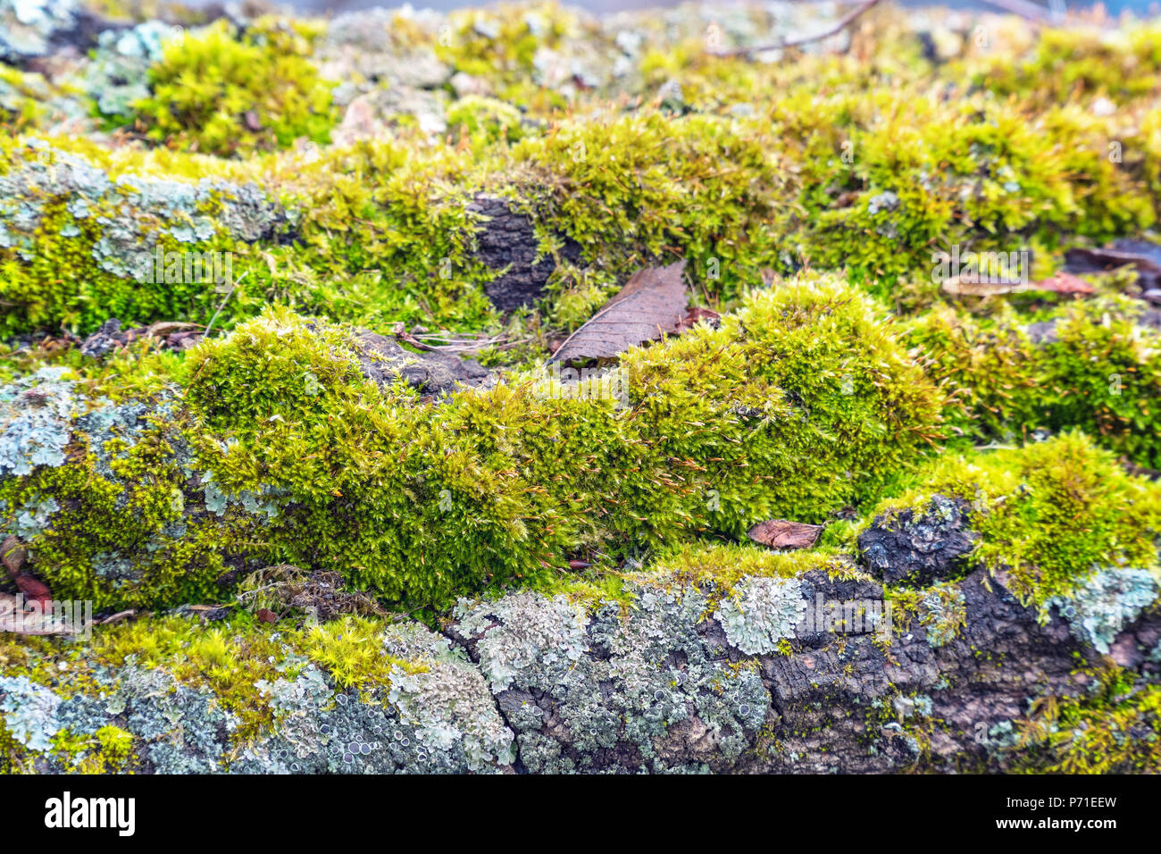 Green moss growth on the trunk of an old tree Stock Photo - Alamy