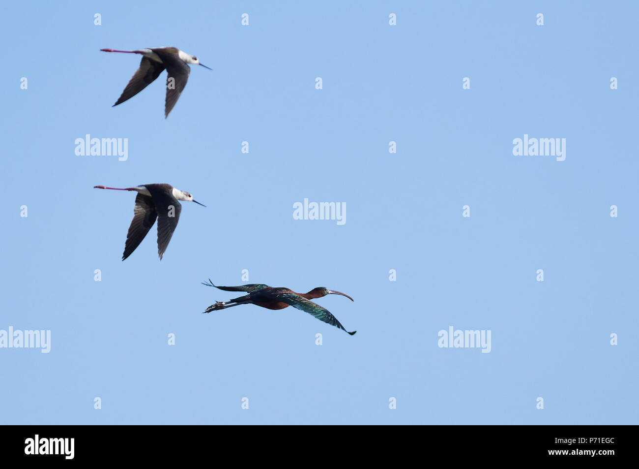 Glossy ibis (Plegadis falcinellus) and black-winged stilt (Himantopus himantopus) flying in Ses Salines Natural Park(Formentera,Balearic Islands,Spain Stock Photo