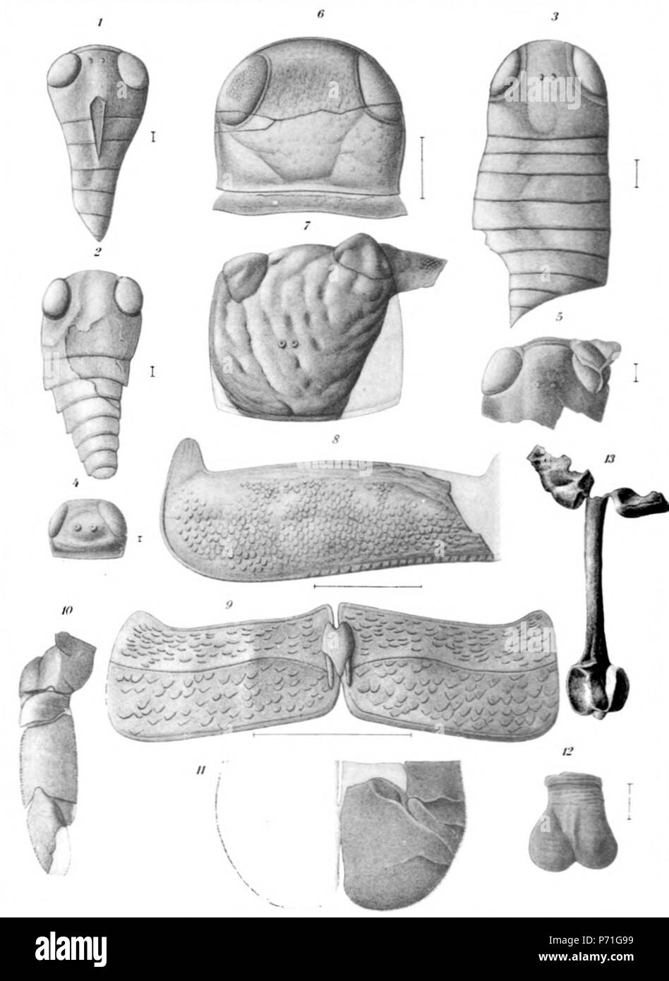 Pterygotus (Erettopterus) globiceps nov. Page 374 1 Nepionic stage showing the enormous size of the lateral eyes, the position of the ocelli and the small number of segments. × 30 2 Another larval specimen showing slightly different form of carapace, thickened rim of eyes and small number of segments of tapering abdomen. × 30 3 An older (neanic) stage in which the abdomen has assumed the proportion and composition of the adult stage. A broad thickened rim surrounds the eyes. × 12 4 Carapace of a young individual showing somewhat different characters, apparently due to compression in longitudin Stock Photo