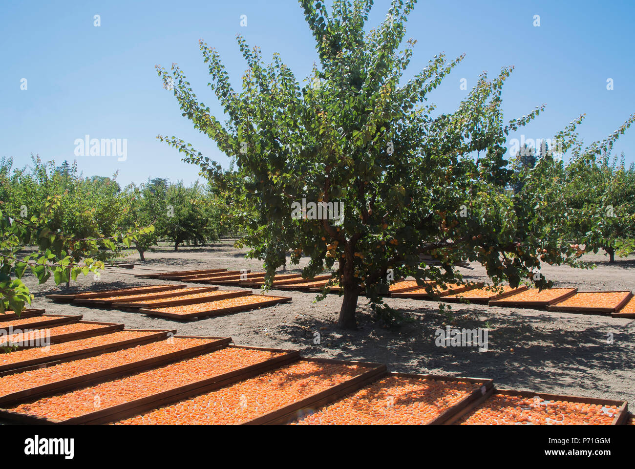 Fruit drying racks hires stock photography and images Alamy
