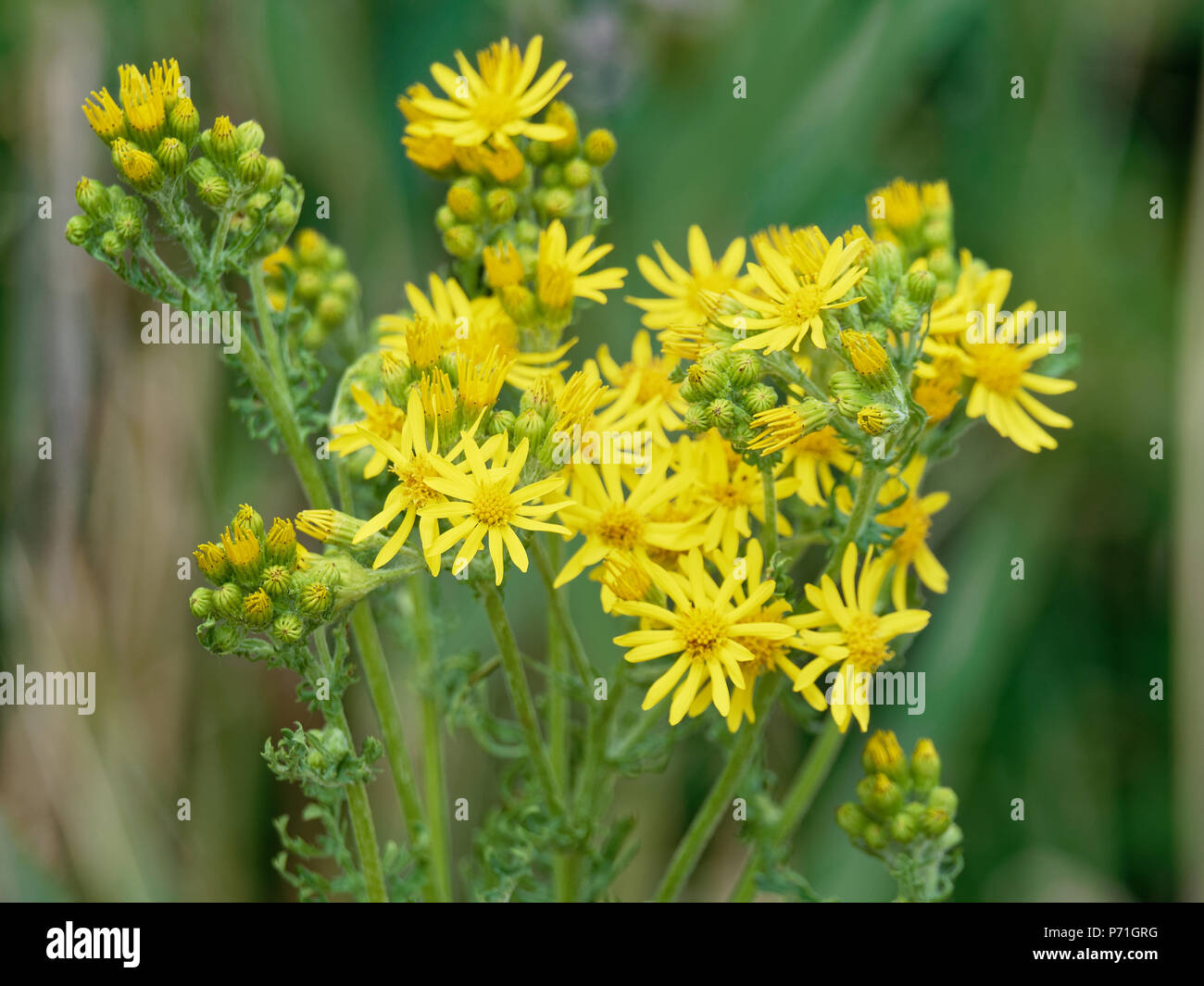 Common Groundsel, Country Flowers Stock Photo