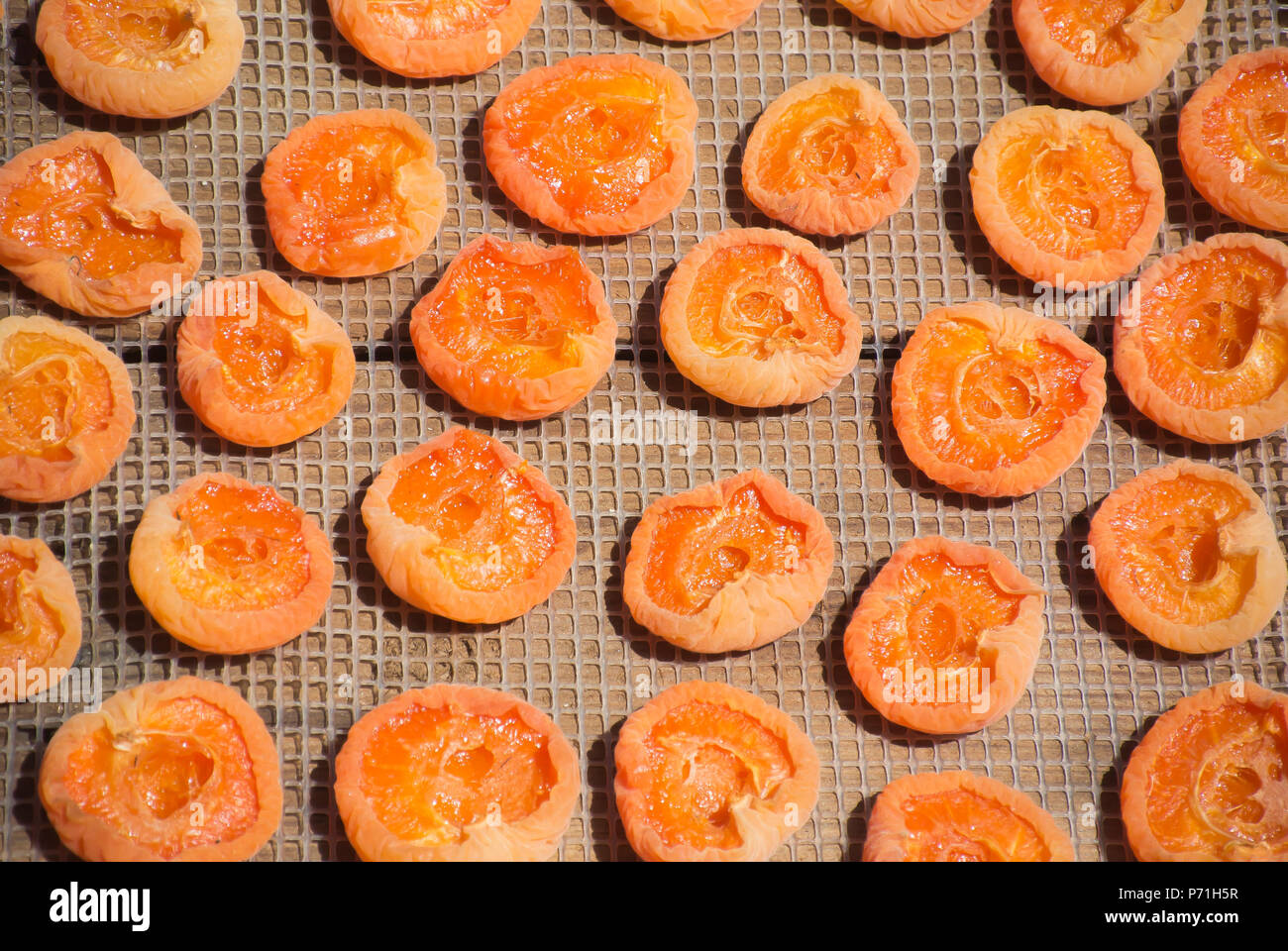 Close Up of Apricots Drying on Rack Stock Photo Alamy