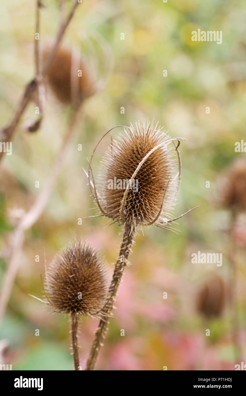 Dipsacus fullonum . Teasel seedheads in the countryside. Stock Photo