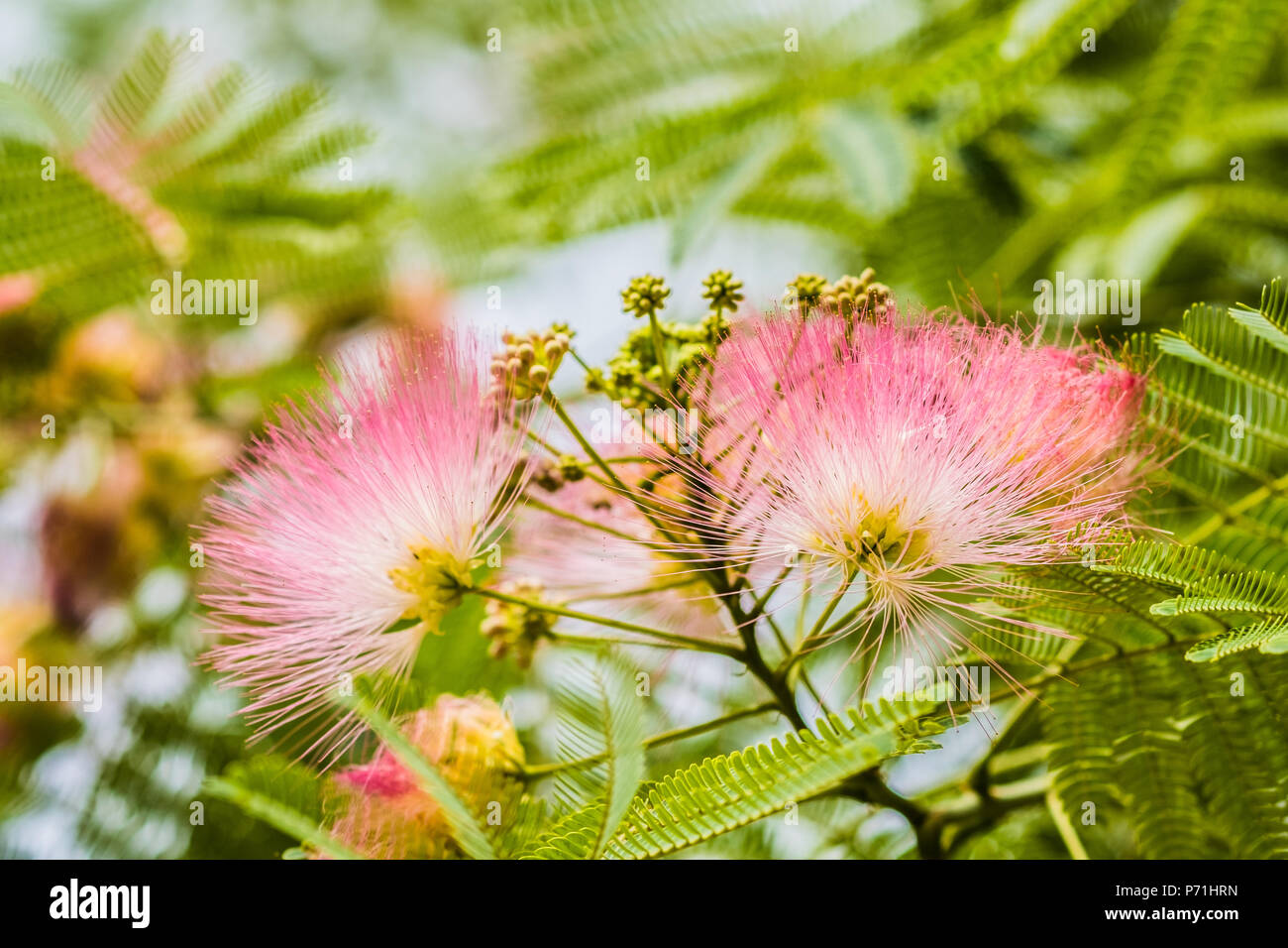 pink-albizia-julibrissin-foliage-stock-photo-alamy