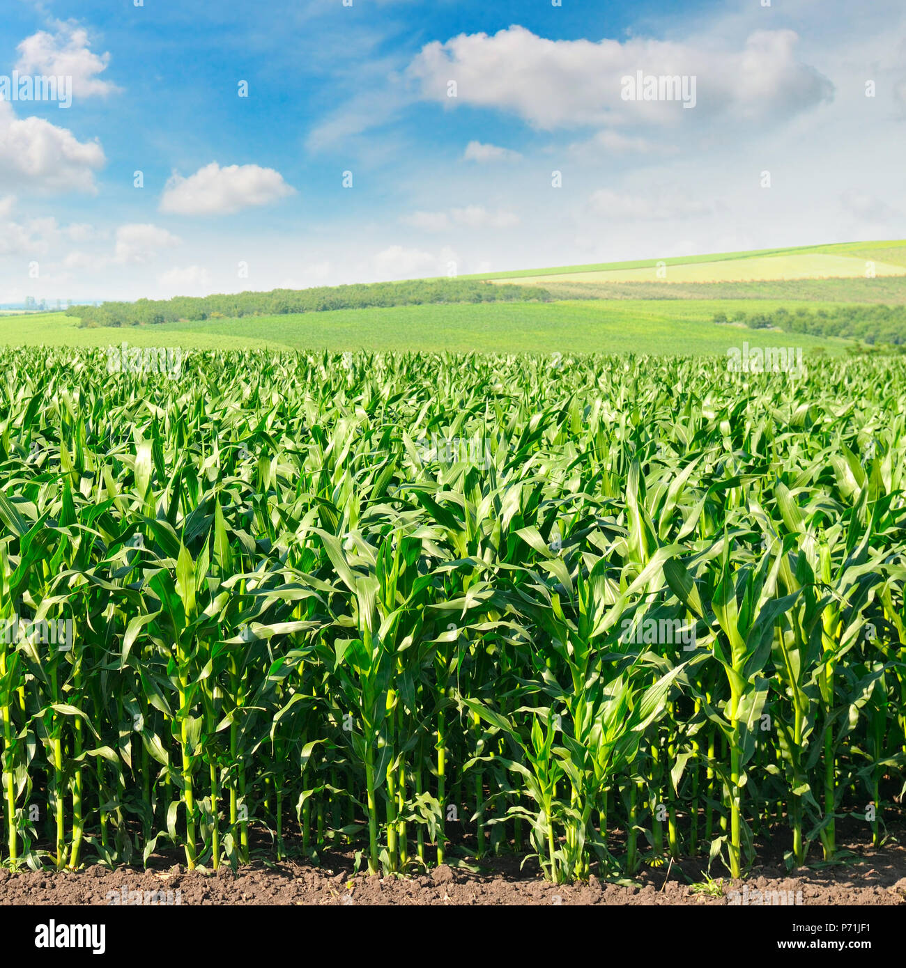 green corn field and blue sky Stock Photo - Alamy