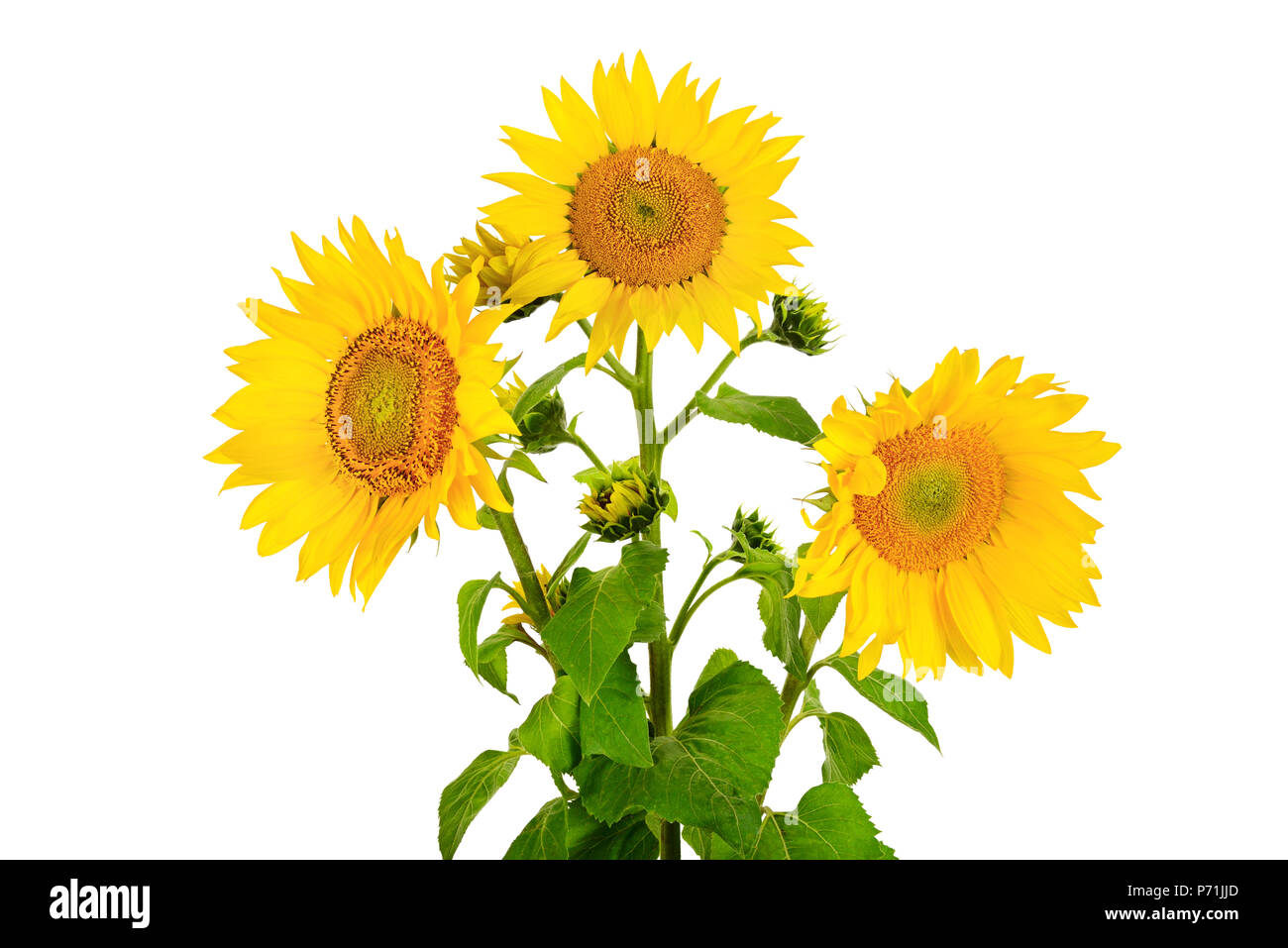 flower sunflower isolated on white background Stock Photo - Alamy