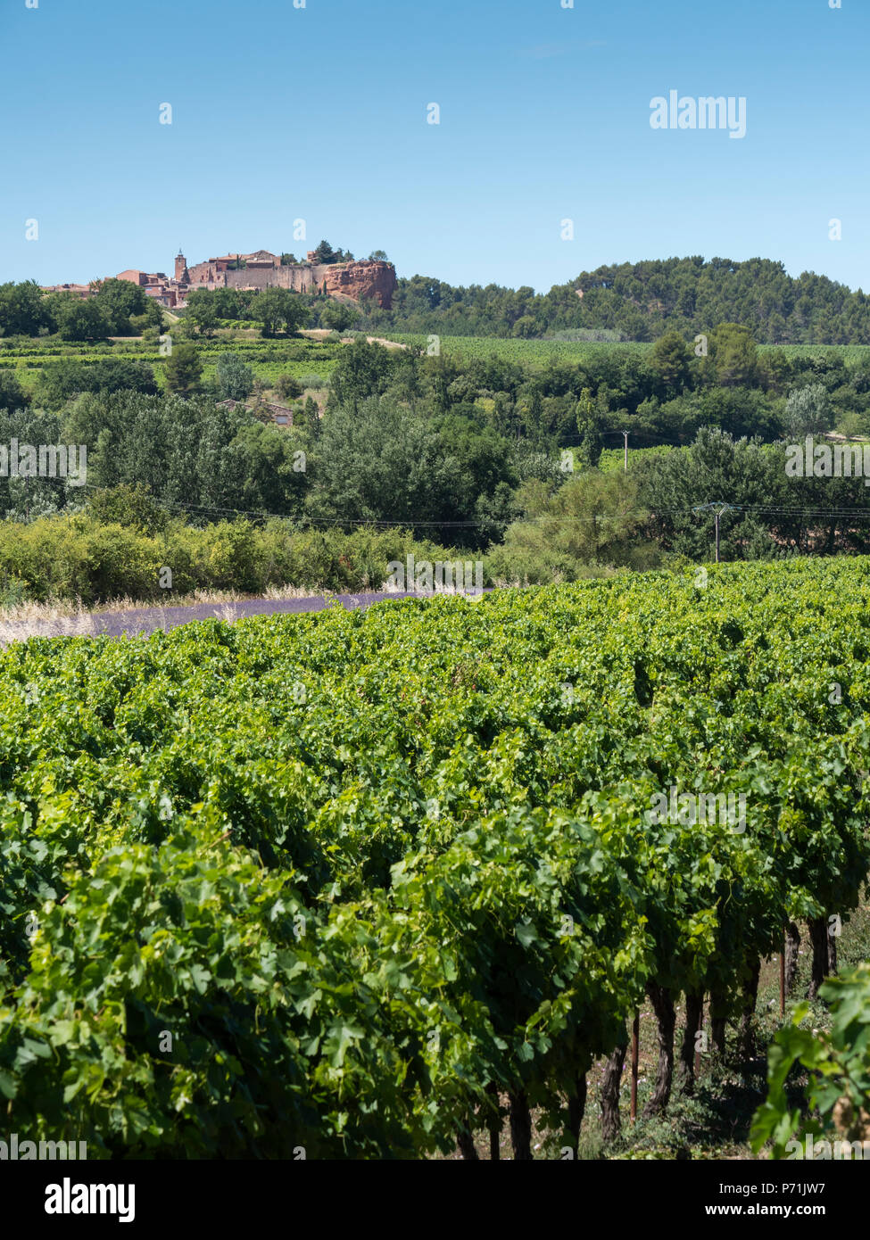 Grape Vines Roussillon Apt Vaucluse Provence-Alpes-Côte d'Azur France Stock Photo