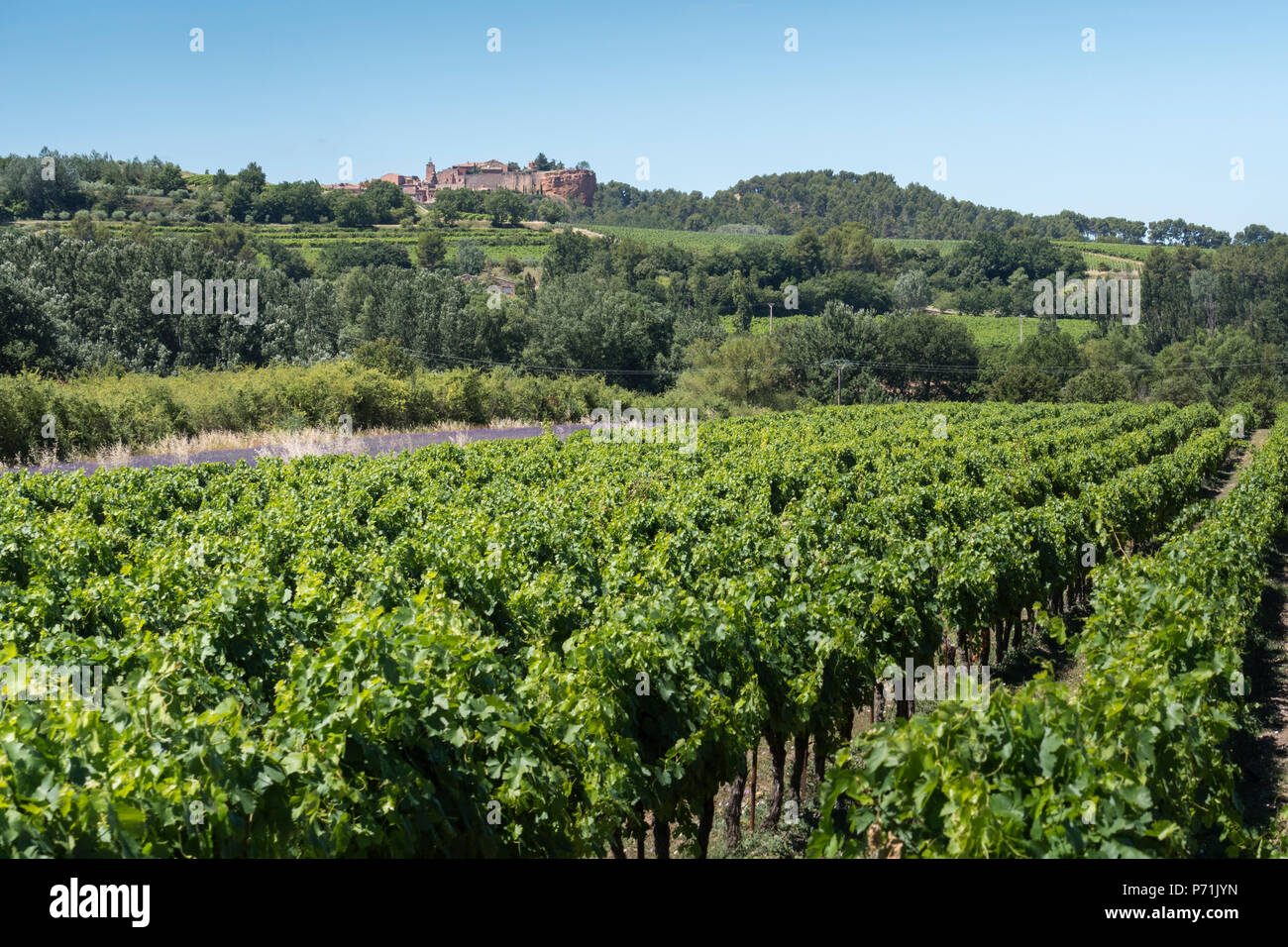 Grape Vines Roussillon Apt Vaucluse Provence-Alpes-Côte d'Azur France Stock Photo