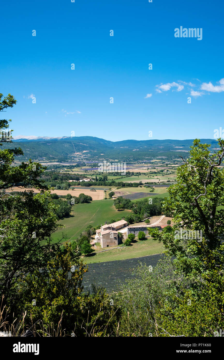 Foret de Javon Plateau Bois du defens Sault Vaucluse Provence-Alpes-Côte d'Azur France Stock Photo