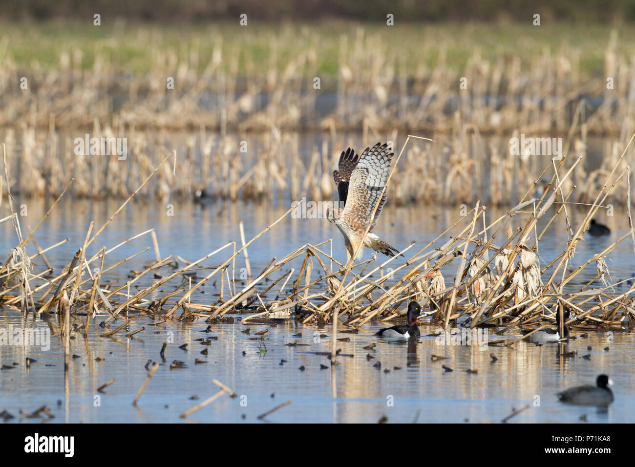 A northern harrier landing on flooded corn stubble among ring-necked ducks and coots. Stock Photo