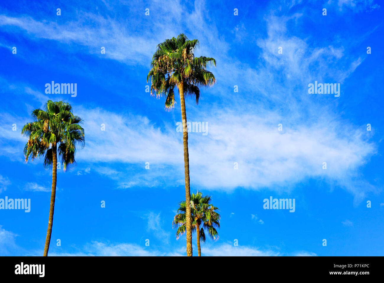 View of some palm trees in Los Angeles Stock Photo Alamy