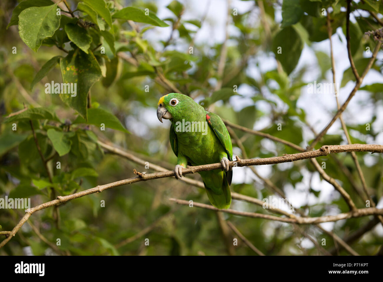 Beautiful green parrot bird in the forest habitat, sitting on the tree with green ...1300 x 956