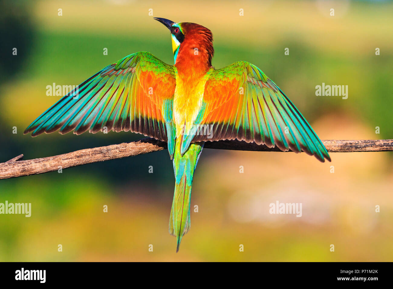 Most Beautiful Pictures Of Birds