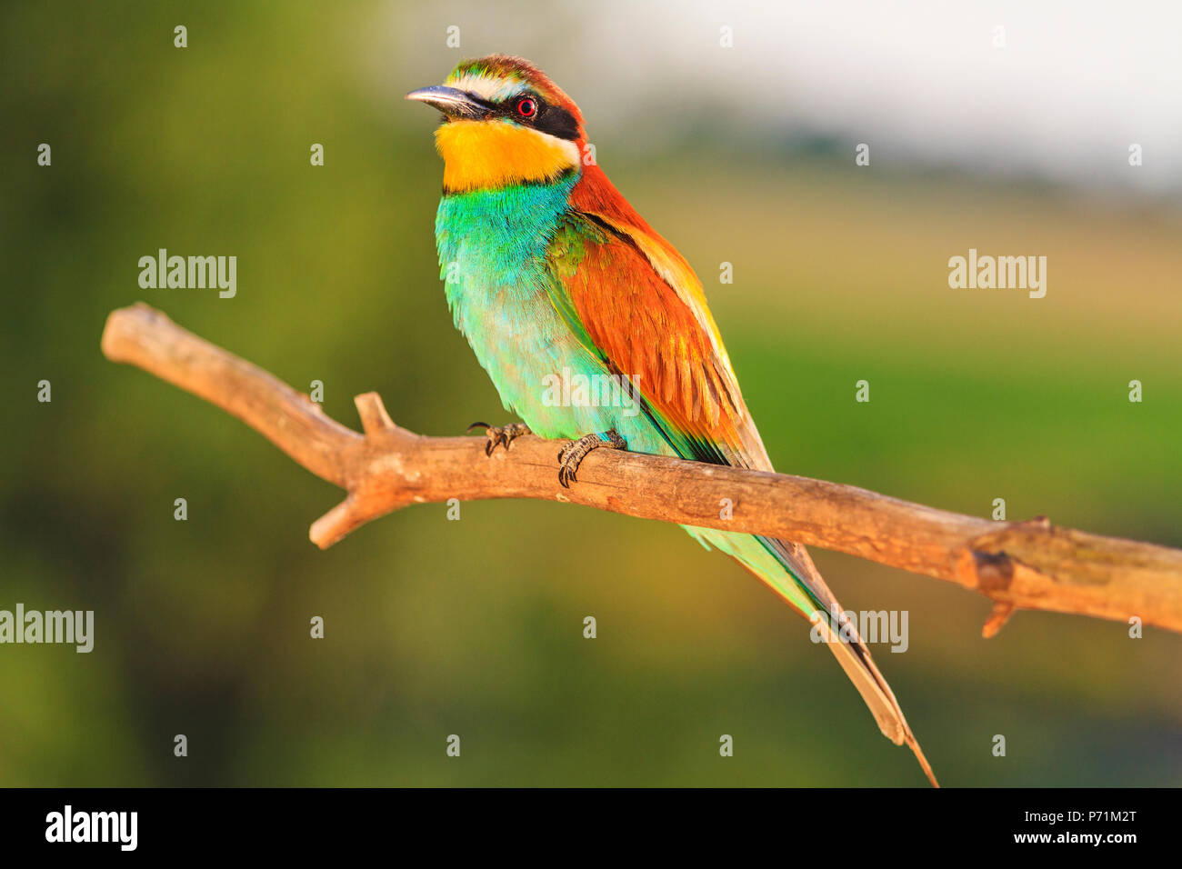 wildbird quetzal for sale